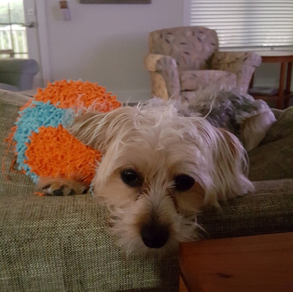 Meet your Posher, Fran - Picture 1 of 1